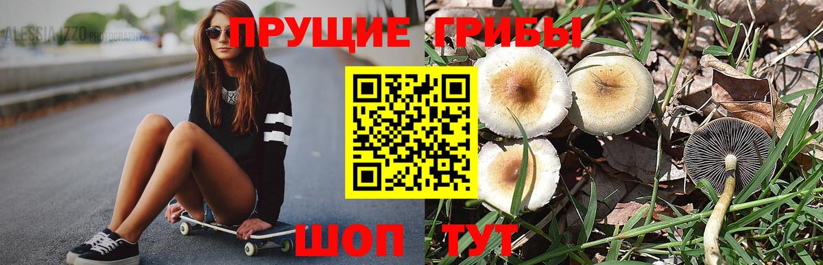 Заволжье  Галлюциногенные грибы Psilocybine cubensis  Вход с VPN 